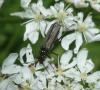 Oedemera tristis